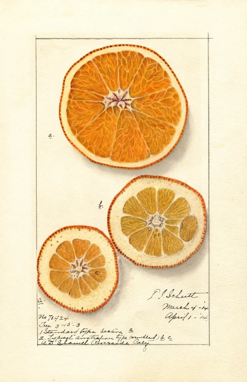 Citrus Sinensis Washington Navel 9 Wall Art by Ellen Isham Schutt - High-Resolution Digital Print