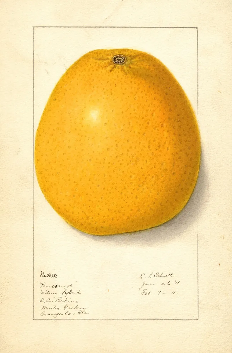Citrus Wall Art by Ellen Isham Schutt - High-Resolution Digital Print
