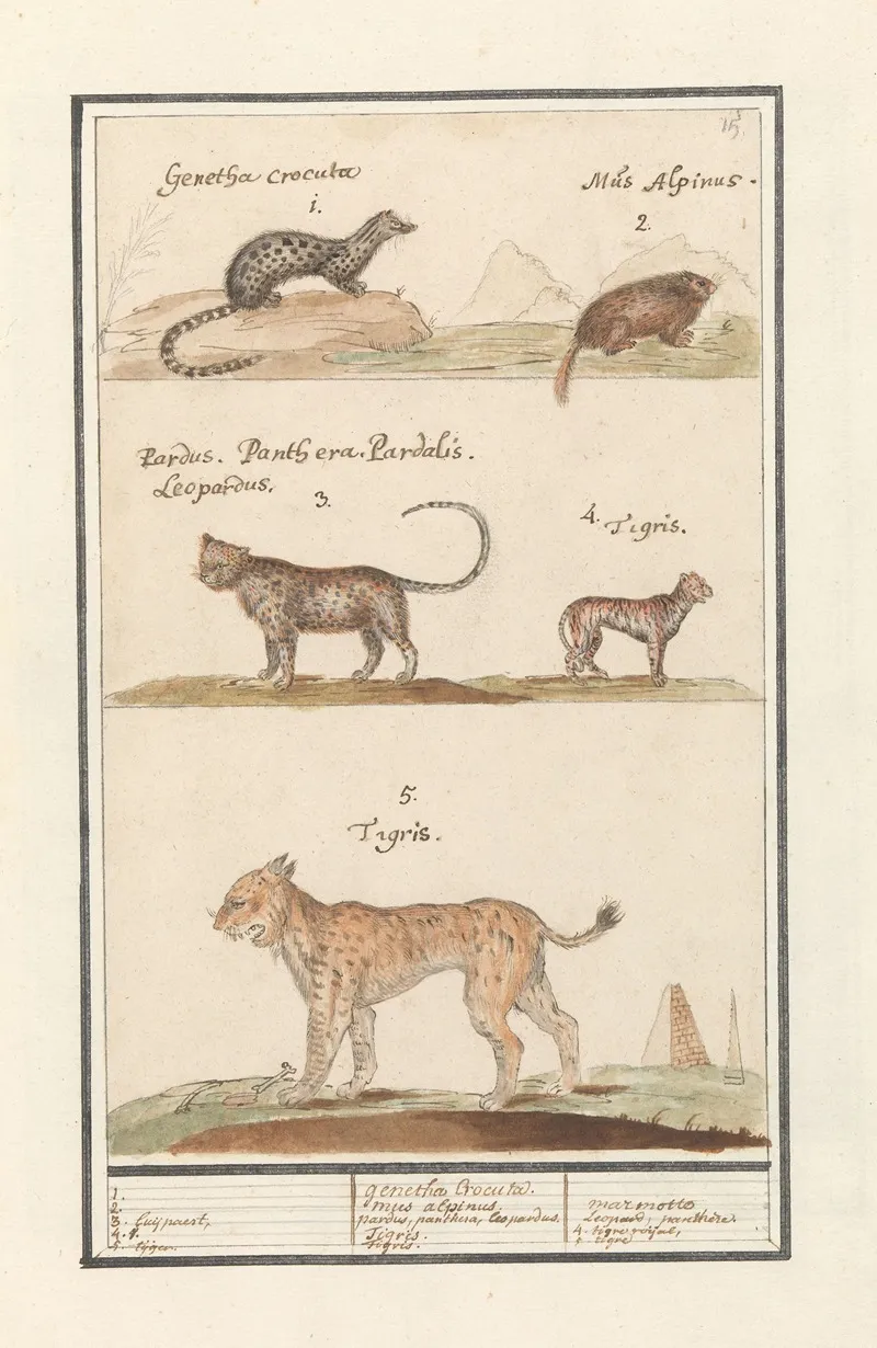 Civetkat Viverra Alpenmarmot Marmota Marmota Luipaard Panthera Pardus En Tijger Panthera Tigris Wall Art by Anselmus Boëtius de Boodt - High-Resolution Digital Print