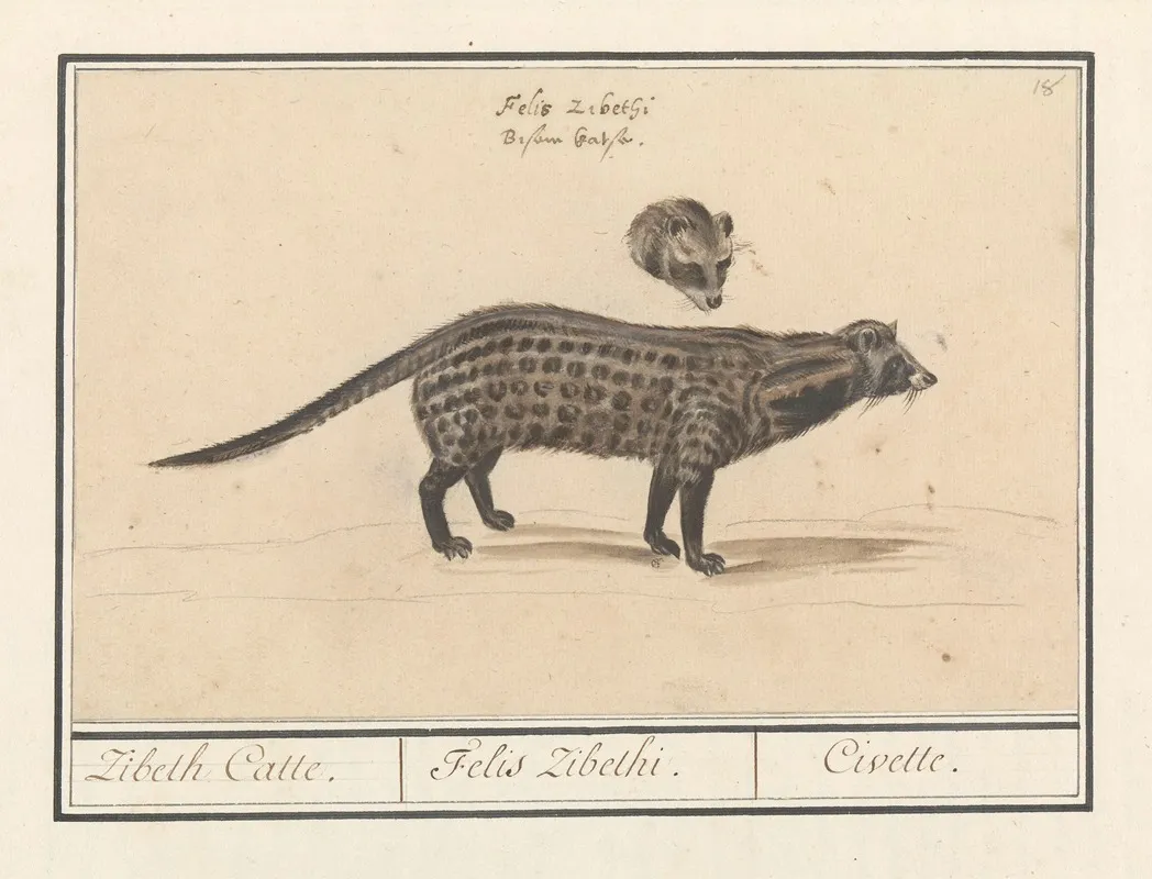 Civetkat Viverra Zibeth Catte Felis Zibethi Civette Wall Art by Anselmus Boëtius de Boodt - High-Resolution Digital Print