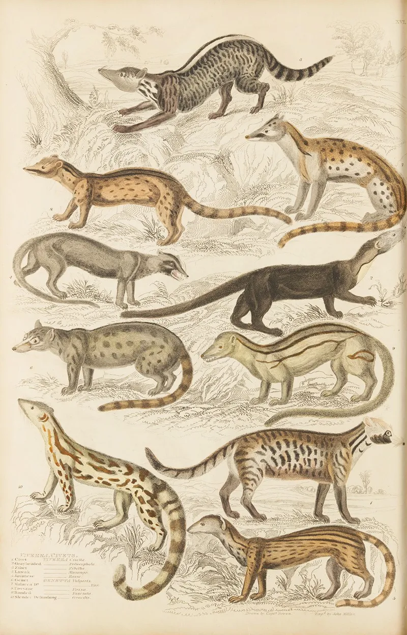 Civets Wall Art by William MacGillivray - High-Resolution Digital Print