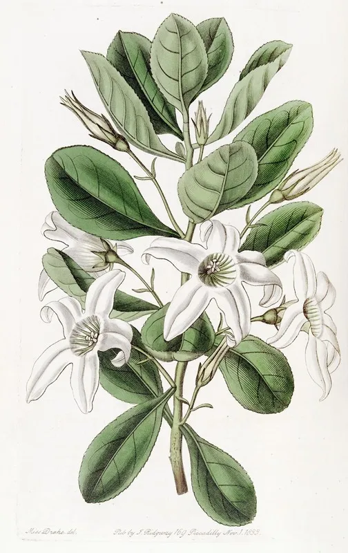 Clammy Anthocercis Wall Art by Sydenham Edwards - High-Resolution Digital Print