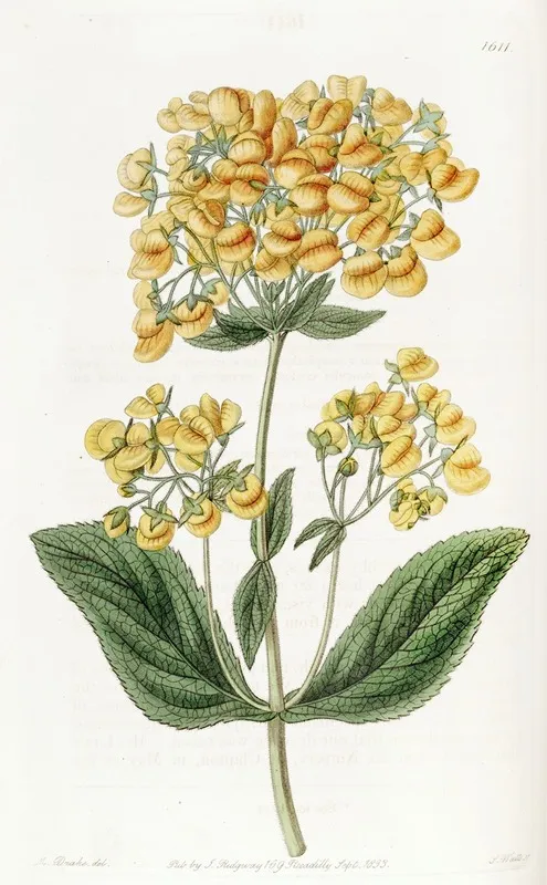 Clammy Calceolaria Wall Art by Sydenham Edwards - High-Resolution Digital Print