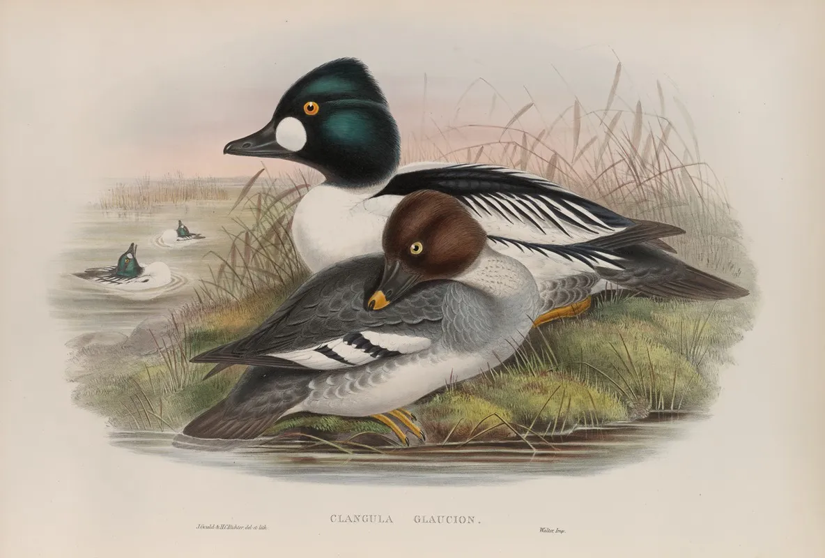 Clangula Glaucion Golden Eye Wall Art by John Gould - High-Resolution Digital Print