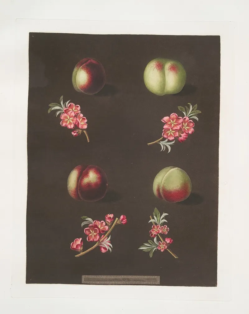 Claremont Homertons White Fords Black And The Genoa Nectarines Wall Art by George Brookshaw - High-Resolution Digital Print