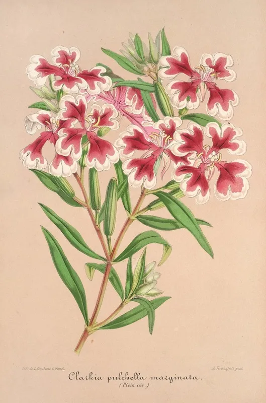 Clarkia Pulchella Var Marginata Wall Art by Charles Antoine Lemaire - High-Resolution Digital Print
