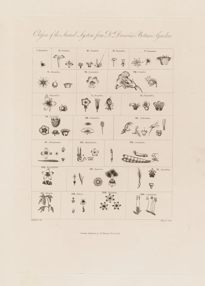 Classes Of The Sexual System From Dr Darwins Botanic Garden Wall Art by Robert John Thornton - High-Resolution Digital Print