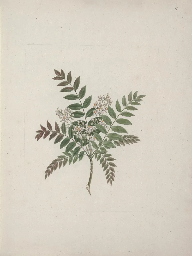 Clausena Anisata Willd Benth Mosquito Plant