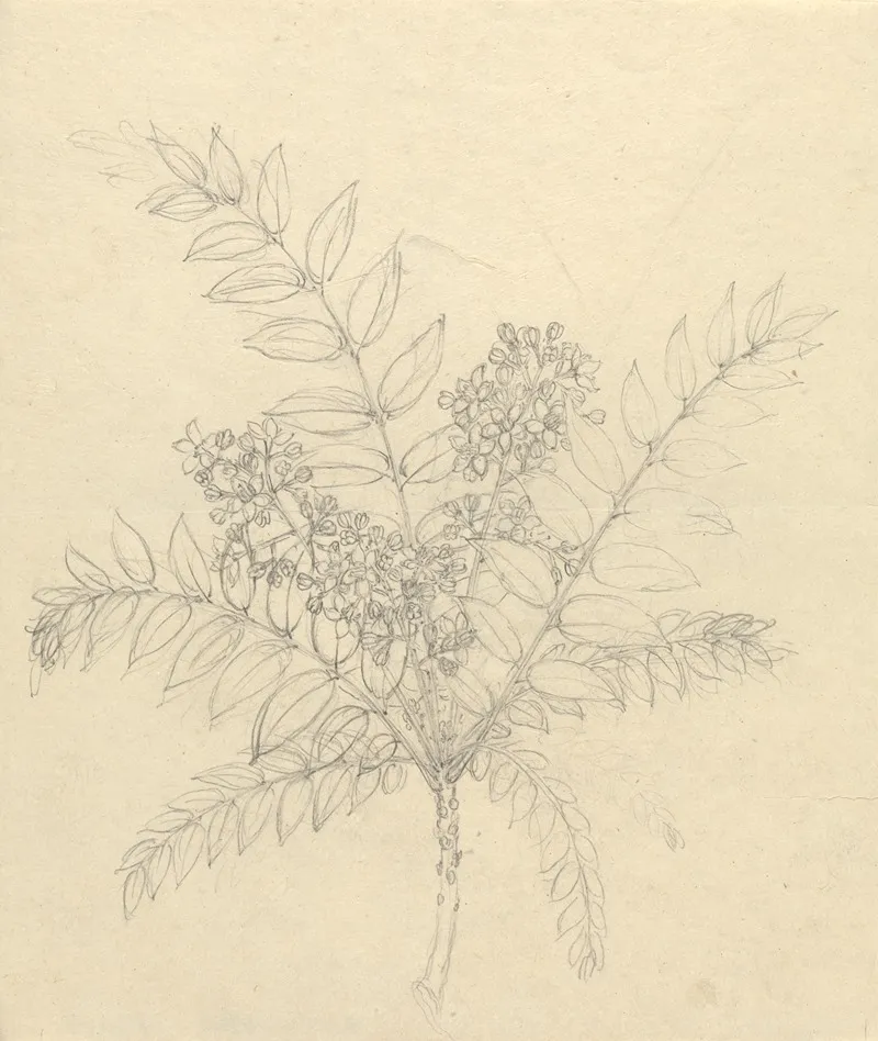 Clausena Anisata