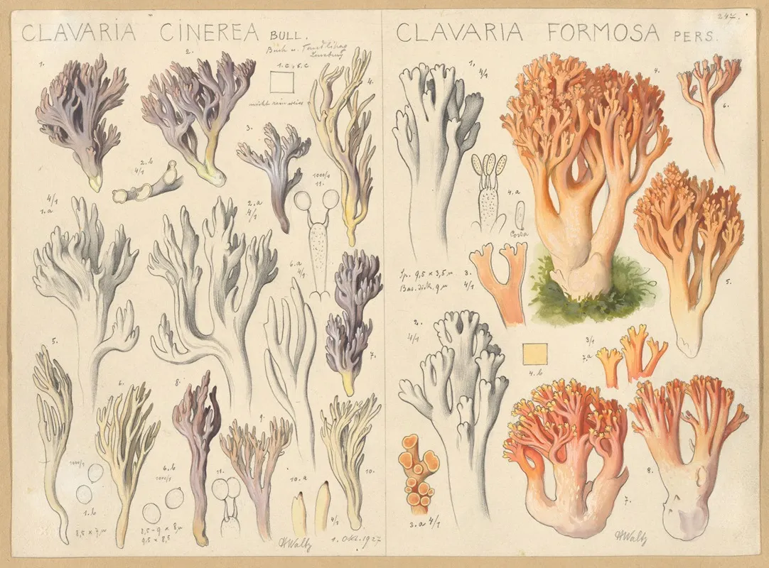 Clavaria Cinerea Clavaria Formosa Wall Art by Hans Walty - High-Resolution Digital Print
