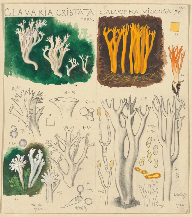 Clavaria Cristata Calocera Viscosa Wall Art by Hans Walty - High-Resolution Digital Print