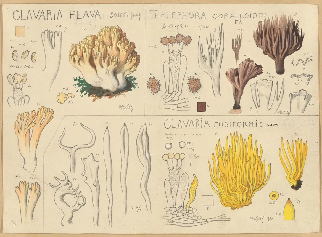 Clavaria Flava Thelephora Coralloides Clavaria Fusiformis Wall Art by Hans Walty - High-Resolution Digital Print