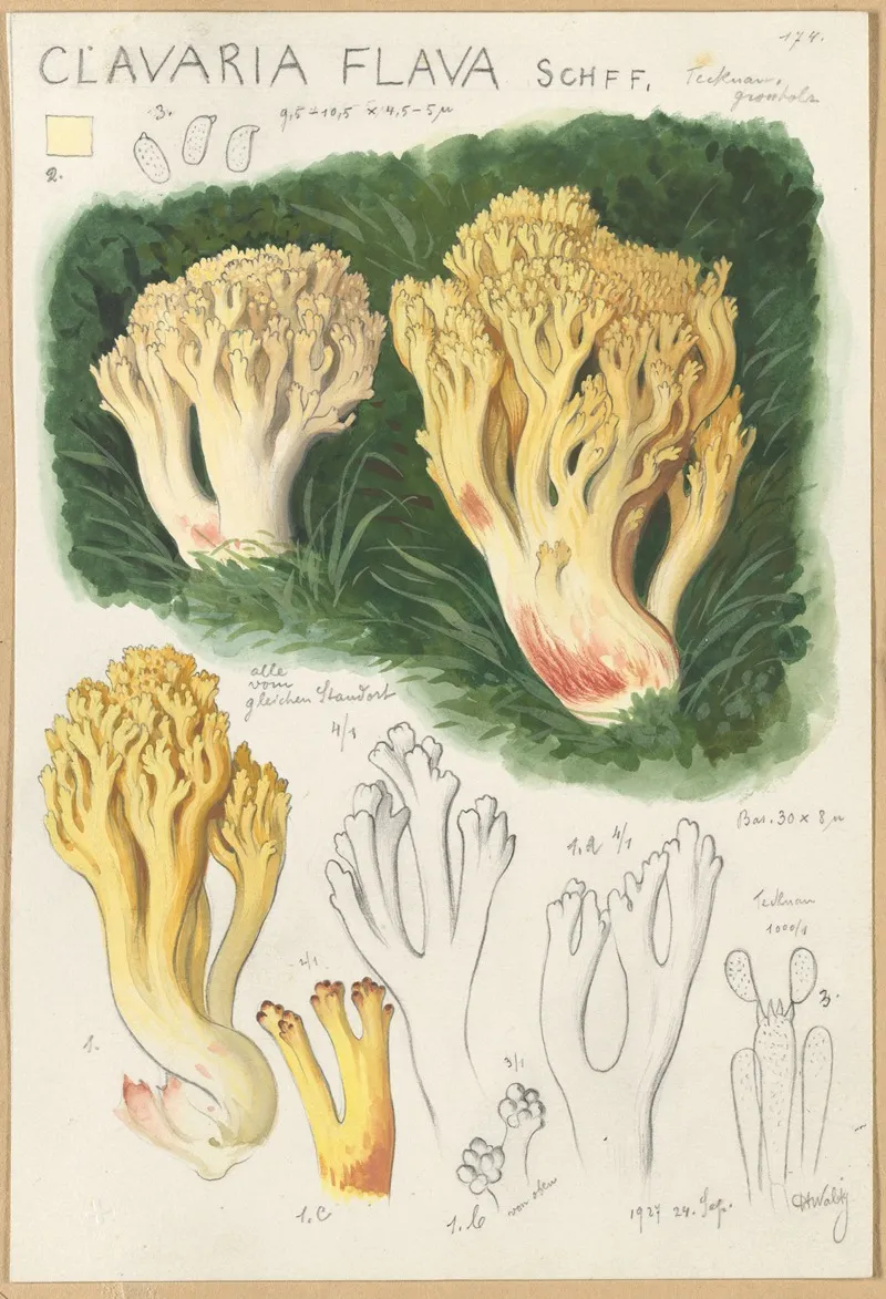 Clavaria Flava Wall Art by Hans Walty - High-Resolution Digital Print