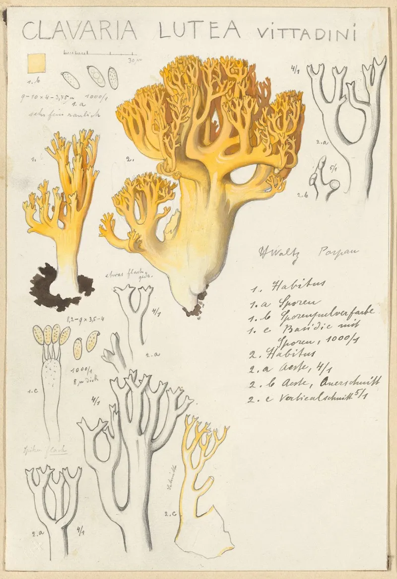 Clavaria Lutea Wall Art by Hans Walty - High-Resolution Digital Print