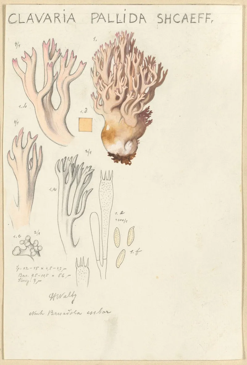 Clavaria Pallida Shcaeff Wall Art by Hans Walty - High-Resolution Digital Print