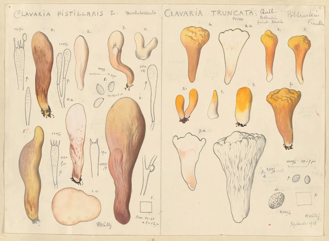 Clavaria Pistillaris Clavaria Truncata Wall Art by Hans Walty - High-Resolution Digital Print