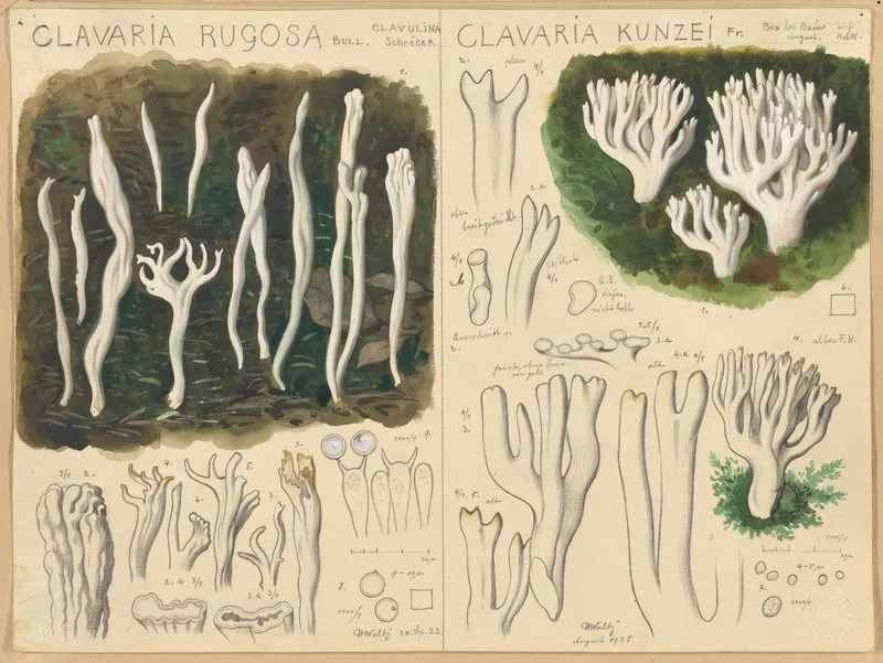 Clavaria Rugosa Clavaria Kunzei Wall Art by Hans Walty - High-Resolution Digital Print