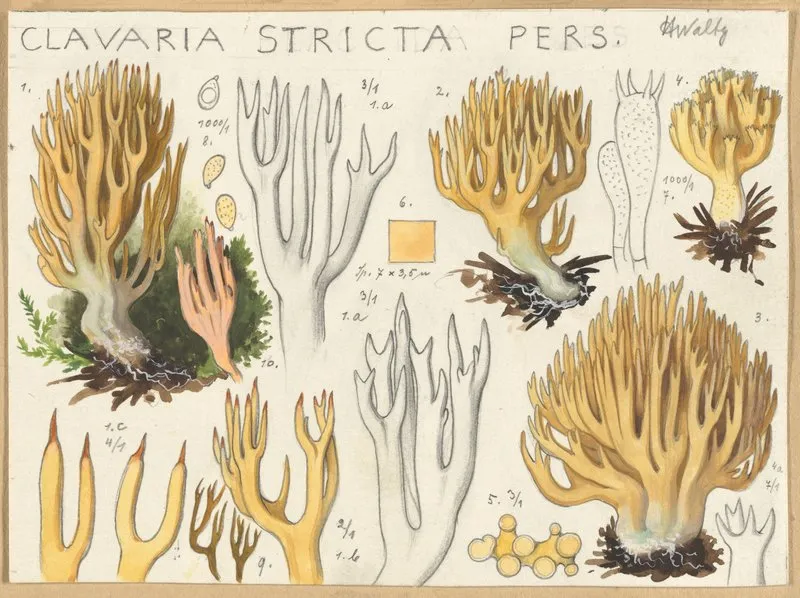 Clavaria Stricta Wall Art by Hans Walty - High-Resolution Digital Print