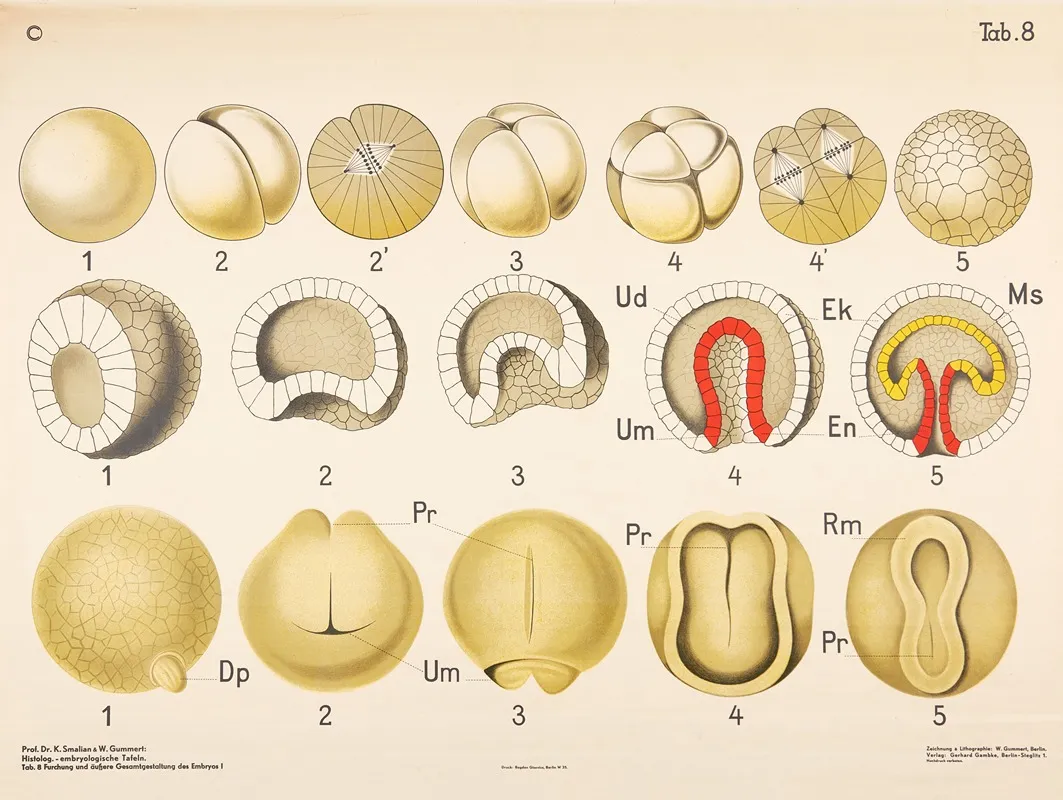 Cleavage And Overall External Appearance Of The Embryo Wall Art by W. Gummert - High-Resolution Digital Print