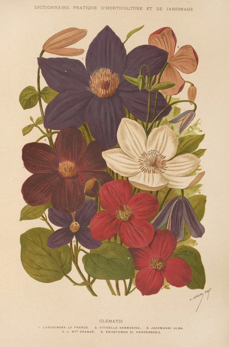 Clematis 2 Wall Art by George Nicholson - High-Resolution Digital Print