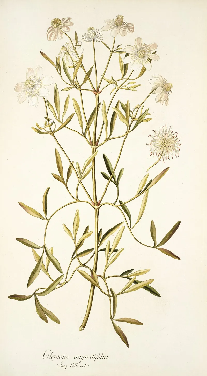 Clematis Angustifolia Wall Art by Nikolaus Joseph Freiherr von Jacquin - High-Resolution Digital Print