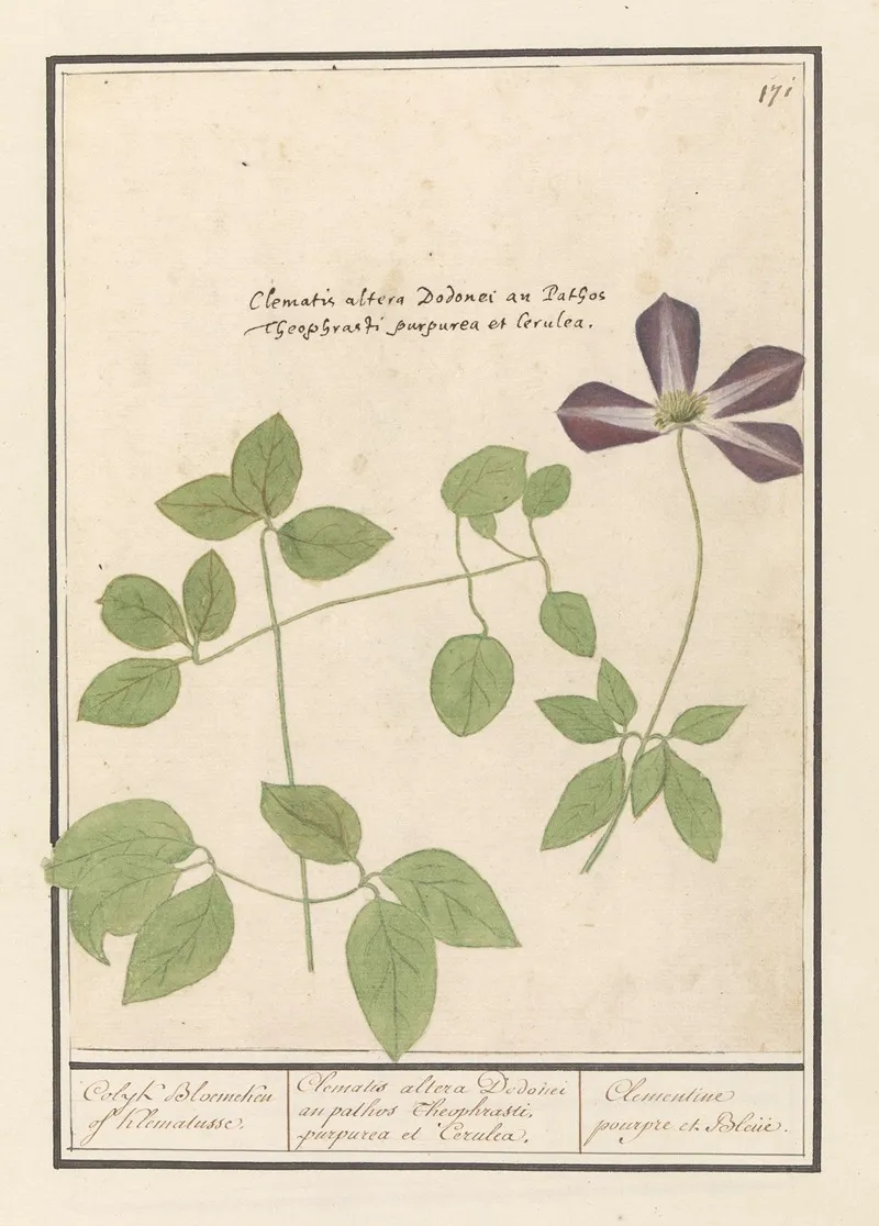 Clematis Clematis Colyk Bloemeken Of Klematusse Wall Art by Anselmus Boëtius de Boodt - High-Resolution Digital Print