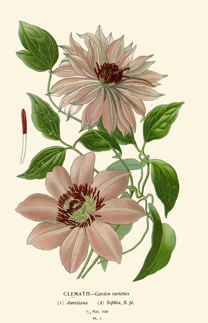 Clematis Garden Varieties Wall Art by Edward Step - High-Resolution Digital Print