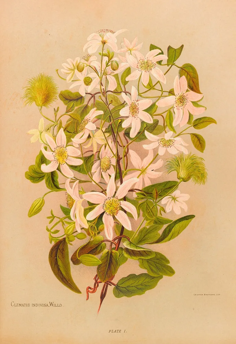 Clematis Indivisa Wall Art by Georgina Burne Hetley - High-Resolution Digital Print
