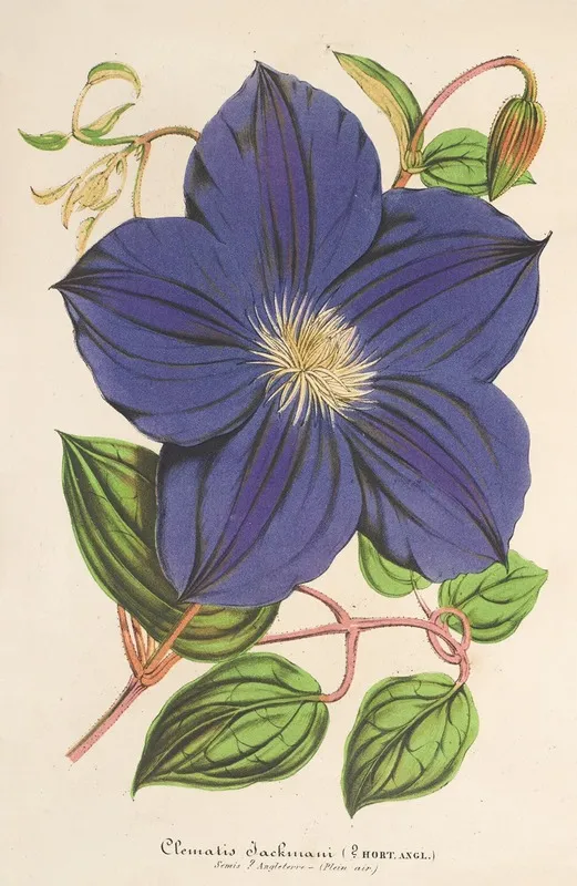 Clematis Jackmani Wall Art by Charles Antoine Lemaire - High-Resolution Digital Print