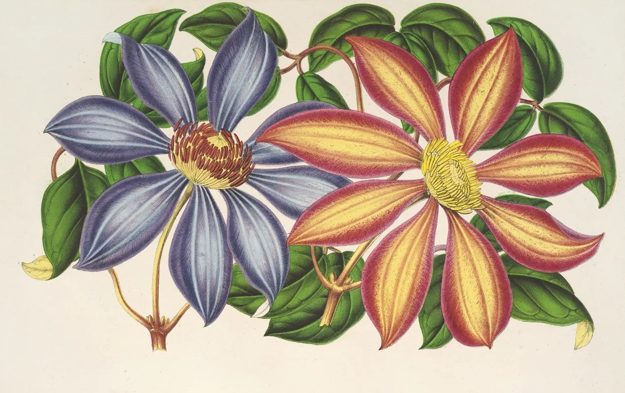 Clematis Patens Var Atropurpurea Et Violacea Wall Art by Charles Antoine Lemaire - High-Resolution Digital Print