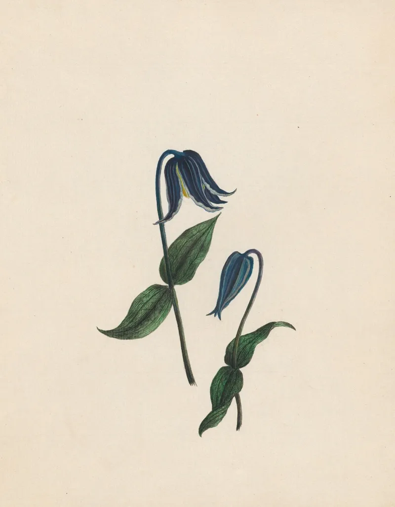 Clematis Virgins Bower Germany Wall Art by R. B. F. - High-Resolution Digital Print