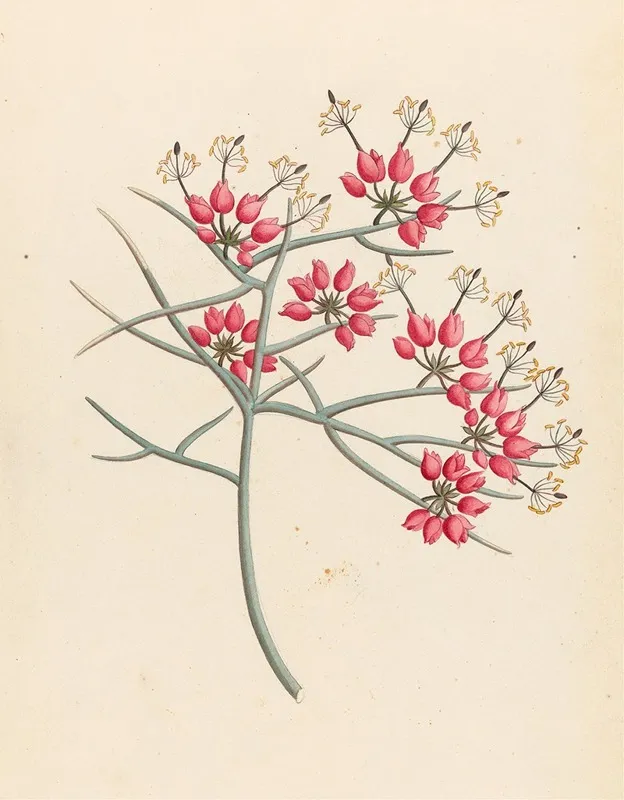 Cleome Juncea Cadaba Aphylla Wall Art by Clemenz Heinrich Wehdemann - High-Resolution Digital Print