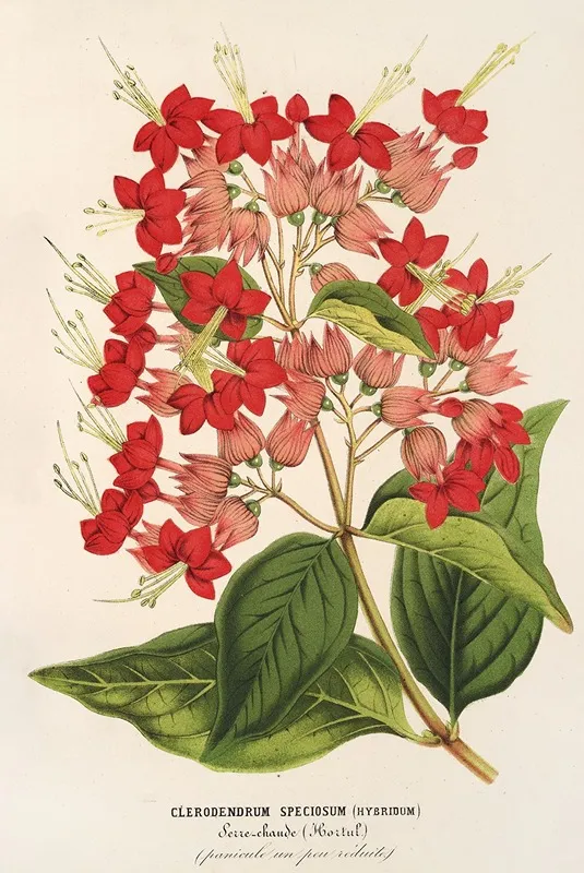 Clerodendrum Speciosum Hybridum Wall Art by Charles Antoine Lemaire - High-Resolution Digital Print