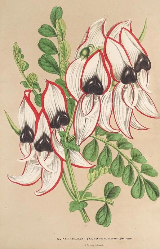 Clianthus Dampieri V Flore Albo Rubro Marginato Wall Art by Charles Antoine Lemaire - High-Resolution Digital Print