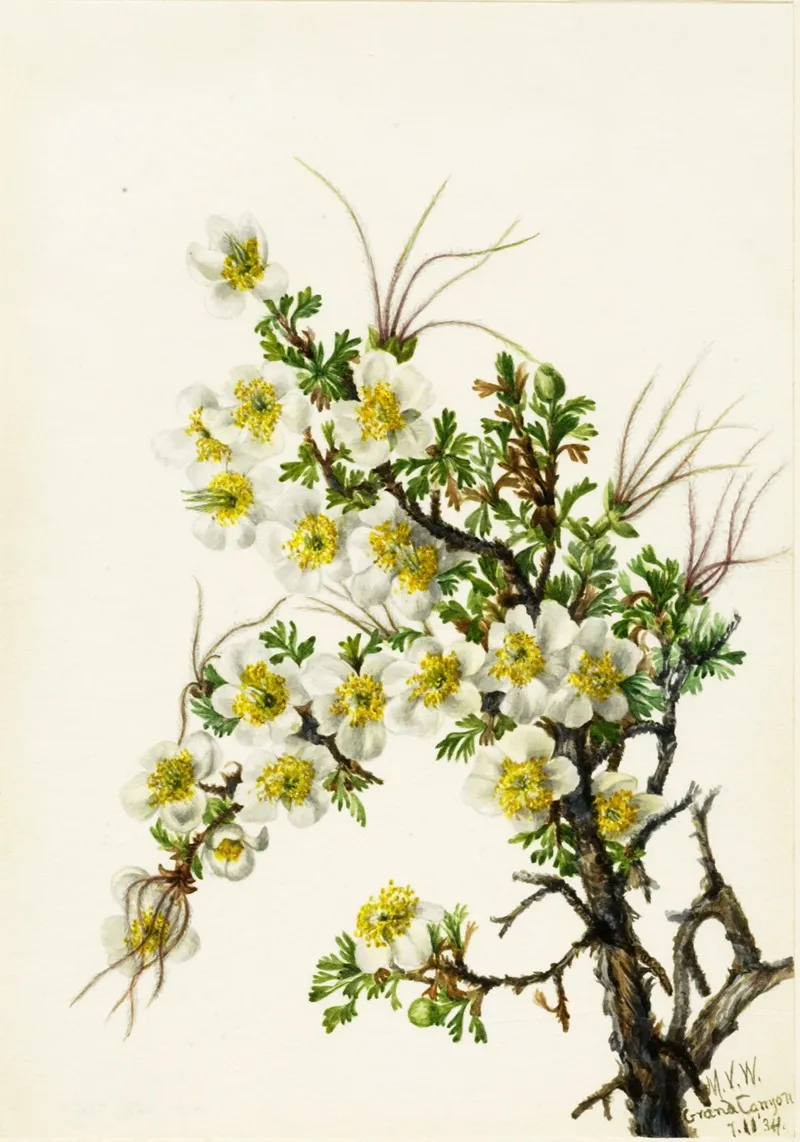 Cliffrose Cowania Stanshuriana