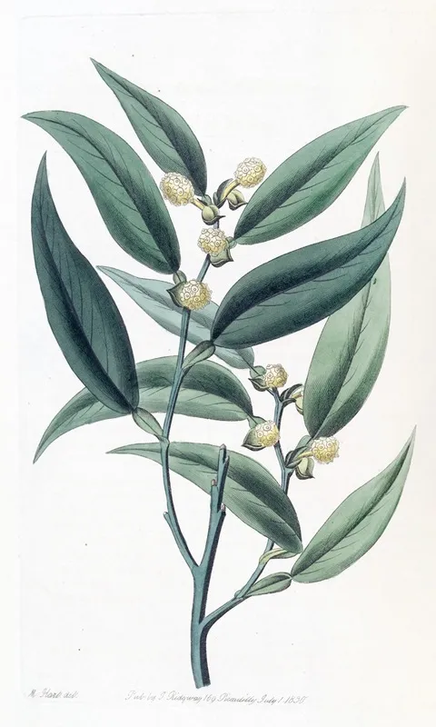 Climbing Pothos Wall Art by Sydenham Edwards - High-Resolution Digital Print