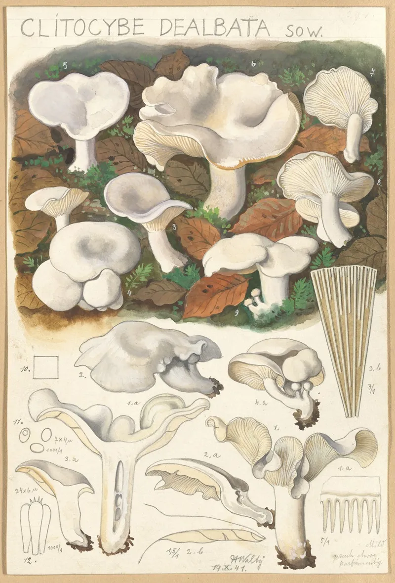 Clitocybe Dealbata Wall Art by Hans Walty - High-Resolution Digital Print