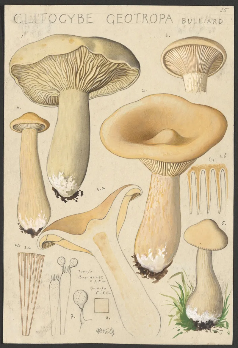 Clitocybe Geotropa Bulliard Wall Art by Hans Walty - High-Resolution Digital Print