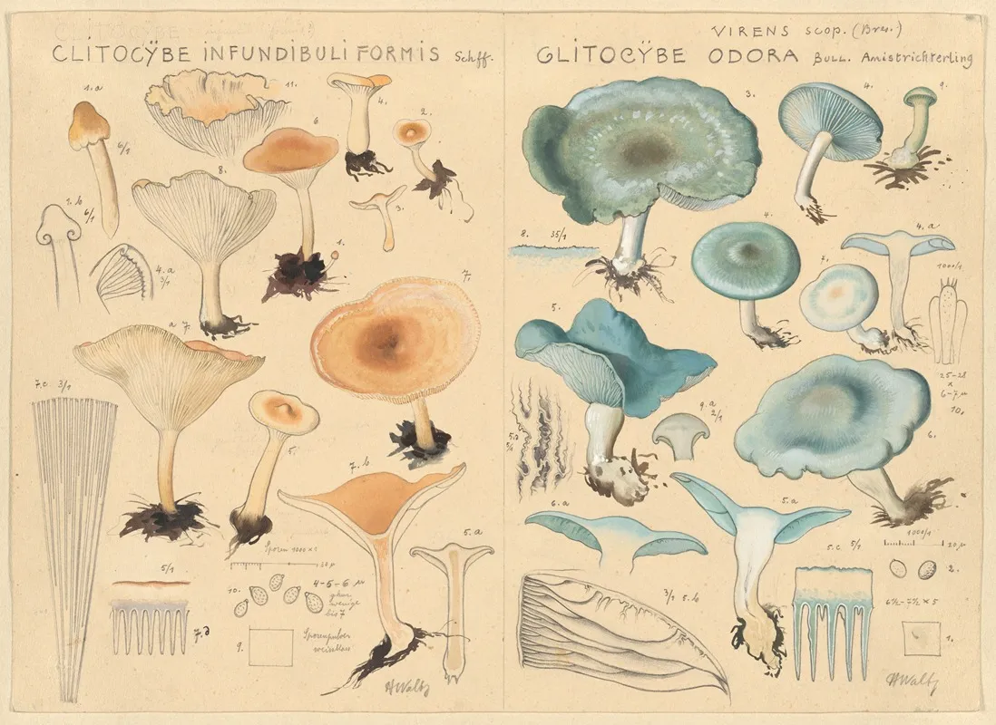 Clitocybe Infundibuliformis Clitocybe Odora Wall Art by Hans Walty - High-Resolution Digital Print