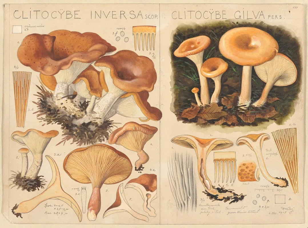 Clitocybe Inversa Clitocybe Gilva Wall Art by Hans Walty - High-Resolution Digital Print
