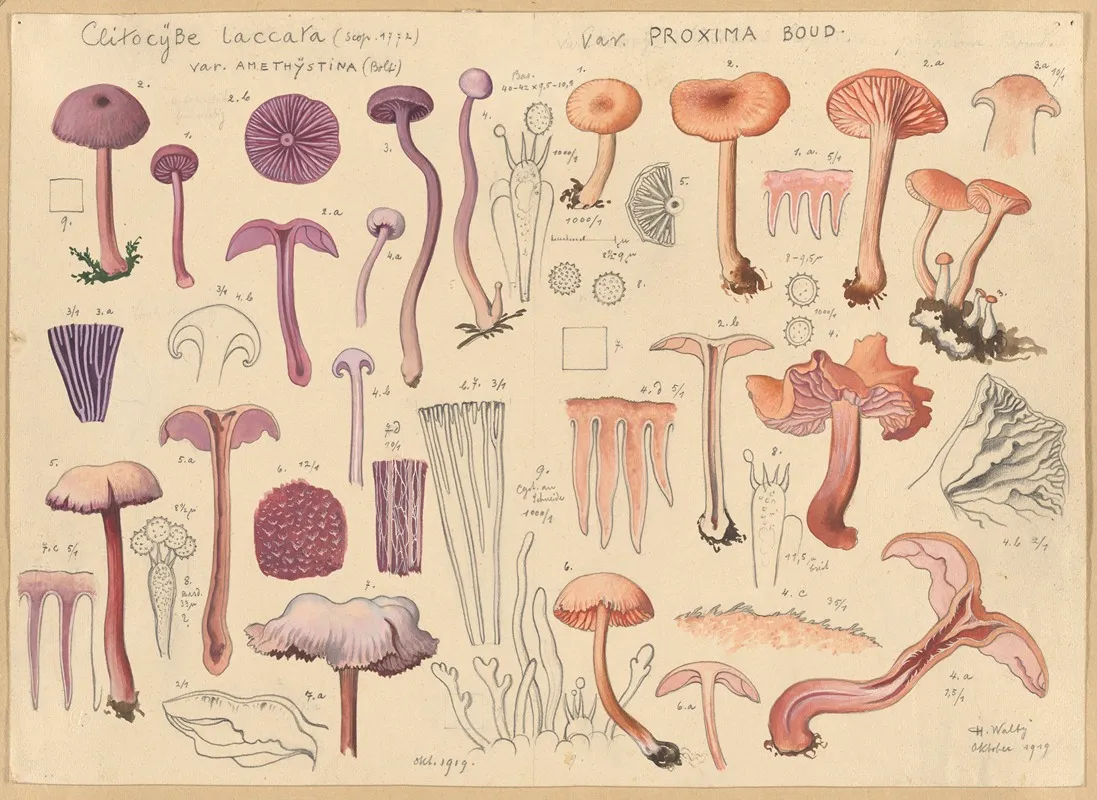 Clitocybe Laccara Wall Art by Hans Walty - High-Resolution Digital Print