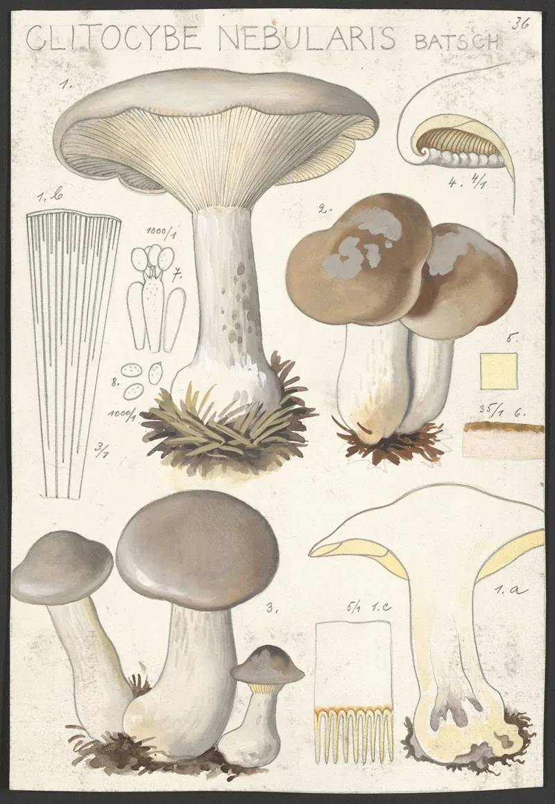 Clitocybe Nebularis Batsch 2 Wall Art by Hans Walty - High-Resolution Digital Print