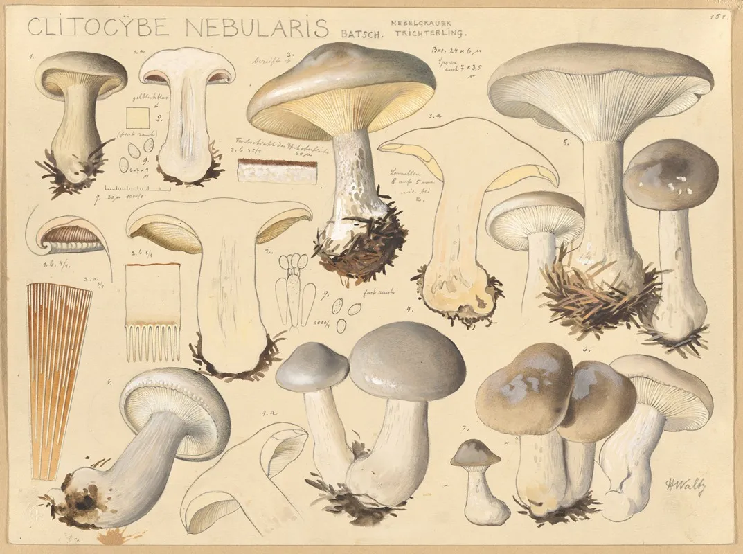 Clitocybe Nebularis Batsch Wall Art by Hans Walty - High-Resolution Digital Print