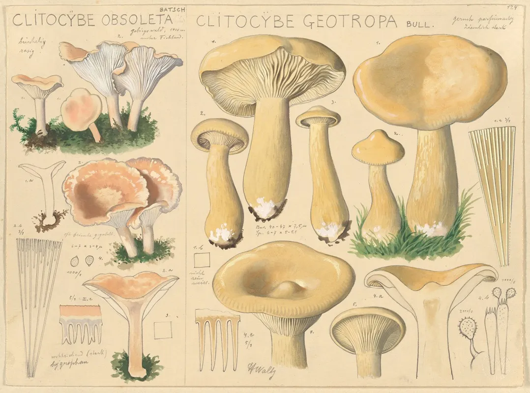 Clitocybe Obsoleta Clitocybe Geotropa Wall Art by Hans Walty - High-Resolution Digital Print