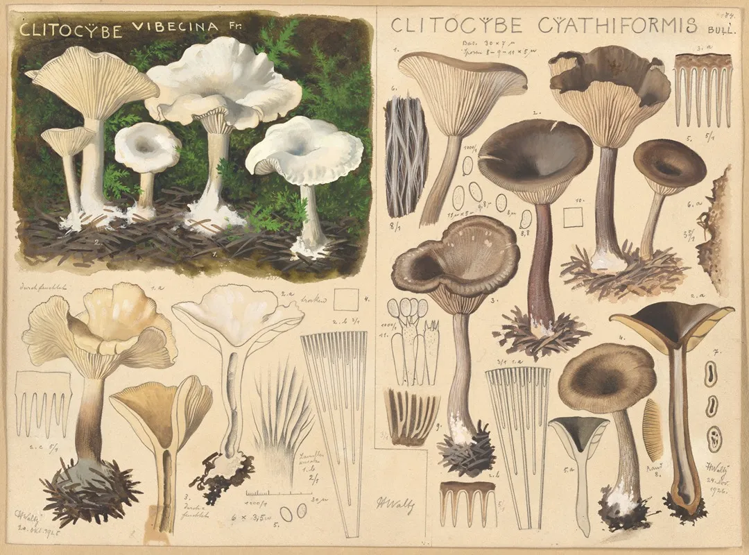 Clitocybe Vibecina Clitocybe Cyathiformis Wall Art by Hans Walty - High-Resolution Digital Print