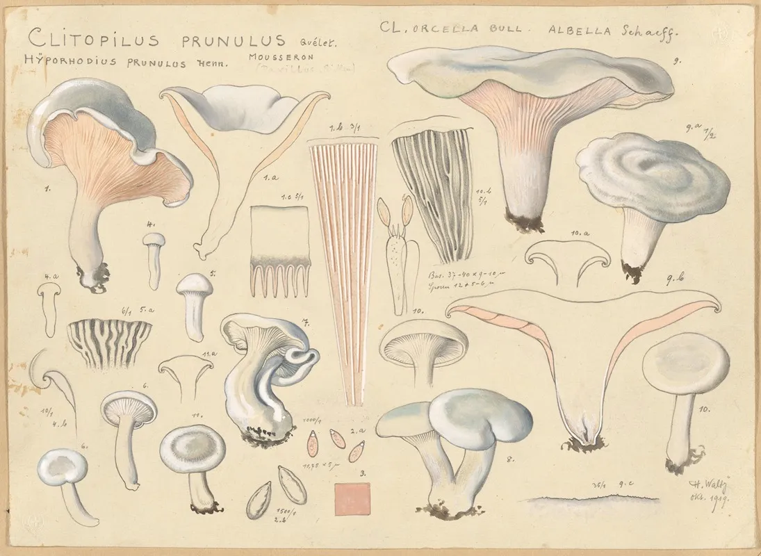 Clitopilus Prunulus Quelet Wall Art by Hans Walty - High-Resolution Digital Print