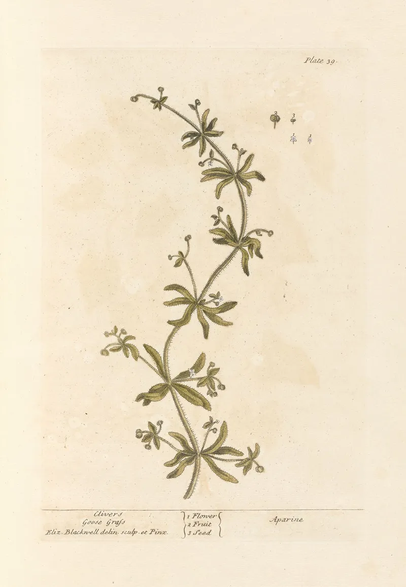 Clivers Goose Grass Wall Art by Elizabeth Blackwell - High-Resolution Digital Print