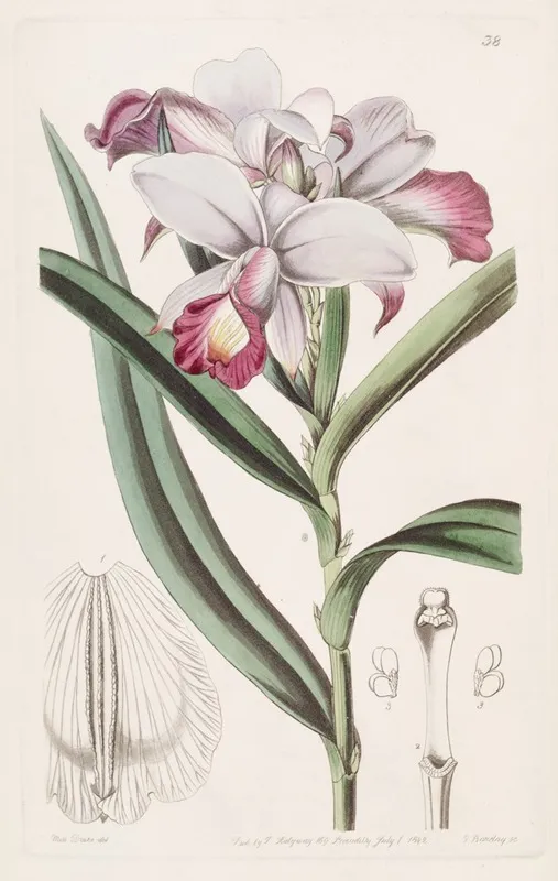 Close Flowered Reedorchis Wall Art by Sydenham Edwards - High-Resolution Digital Print
