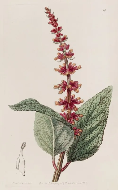 Close Flowered Sage Wall Art by Sydenham Edwards - High-Resolution Digital Print