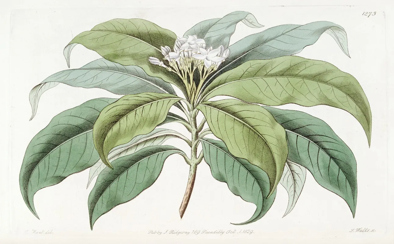 Close Flowered Tabernaemontana Wall Art by Sydenham Edwards - High-Resolution Digital Print